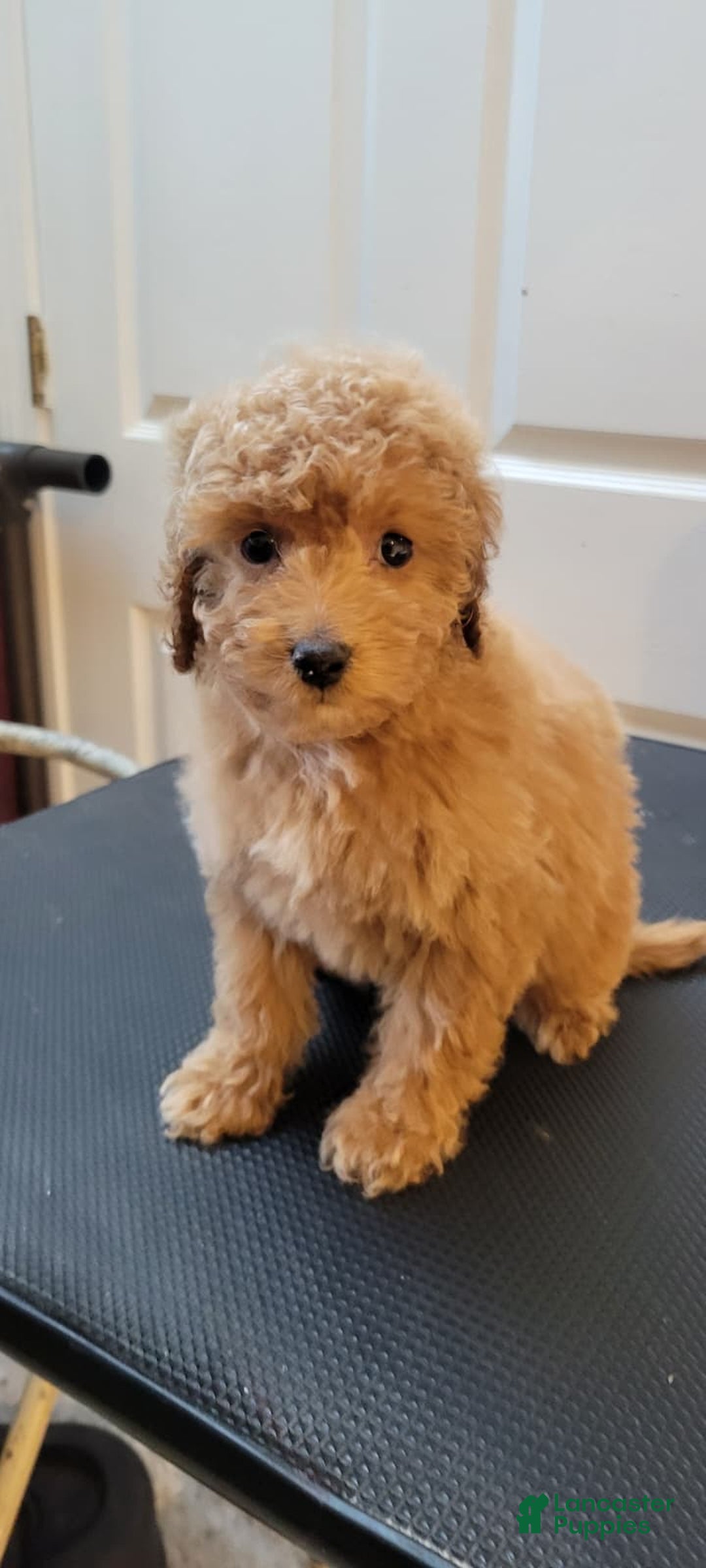 Mini Goldendoodle dogs for sale: Mini Goldendoodle Puppy 3 - Ad 2