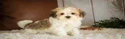 Havanese dogs for sale: Louis - Ad 6