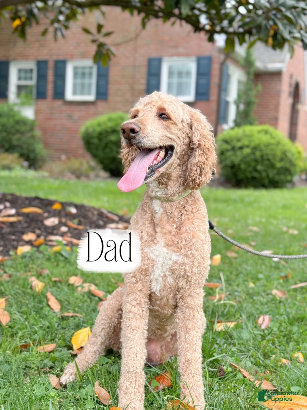 Goldendoodle dogs for sale: Raleigh - Ad 6