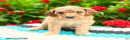 Mini Goldendoodle dogs for sale: Bundles - Ad 8