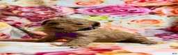 Miniature Poodle dogs for sale: Miniature Poodle Puppy 6 - Ad 2