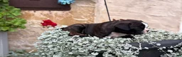 Boston Terrier dogs for sale: Keeth - Ad 13