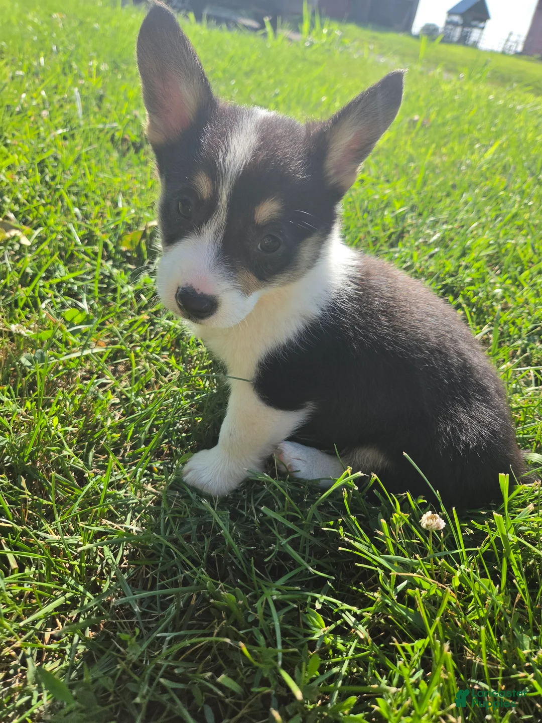 Mixed Breed dogs for sale: Sparkle - Ad 1