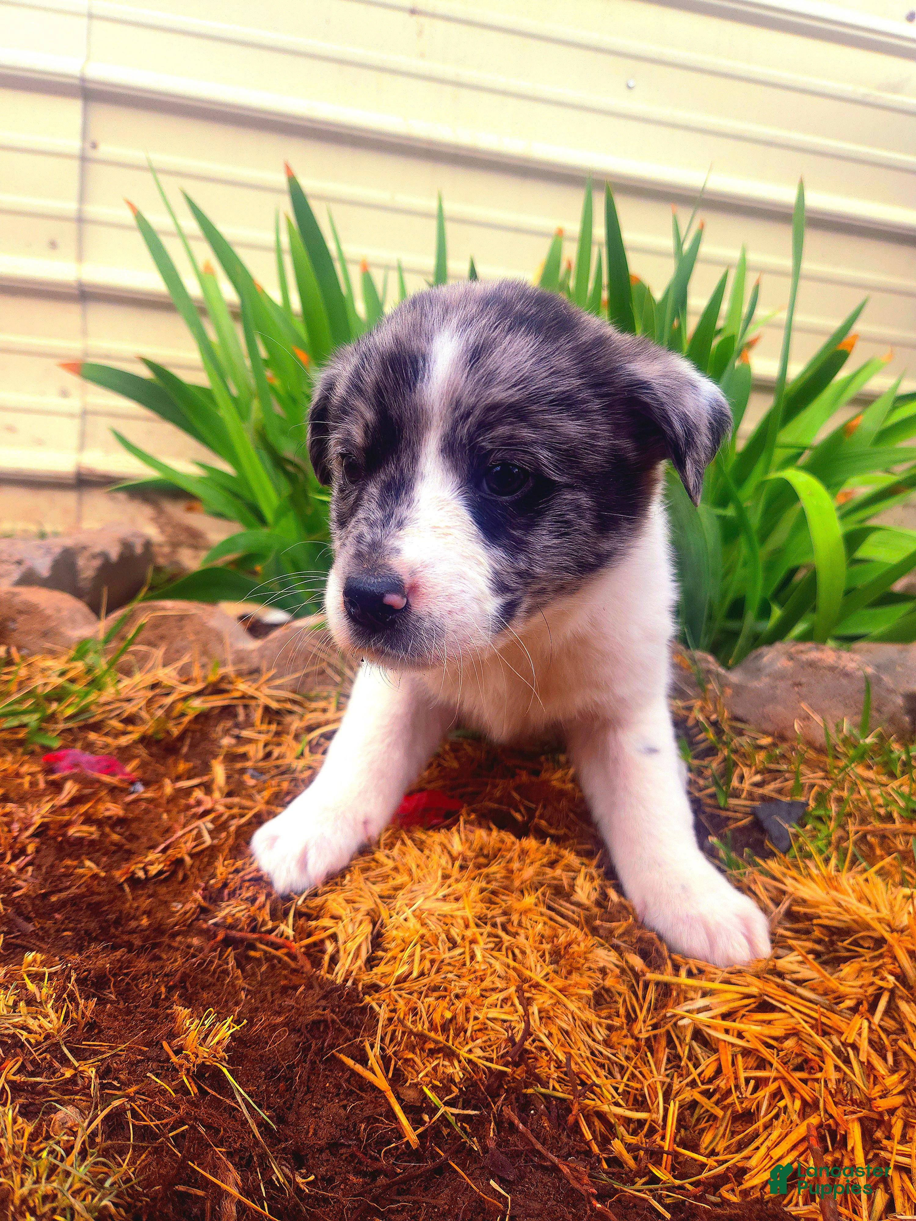 Mixed Breed dogs Puppy 1 - Ad 13