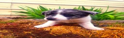 Mixed Breed dogs for sale: Puppy 1 - Ad 1