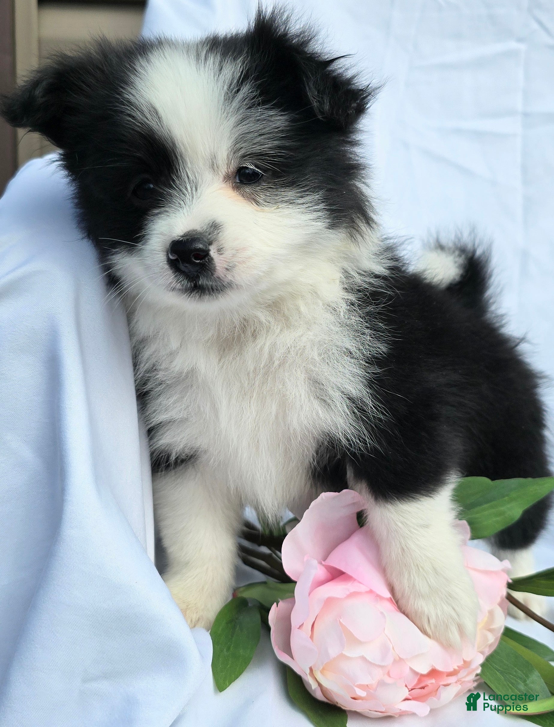 Pomapoo dogs Pomapoo Puppy 1 - Ad 2