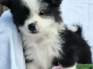 Pomapoo dogs for sale: Pomapoo Puppy 1 - Ad 1