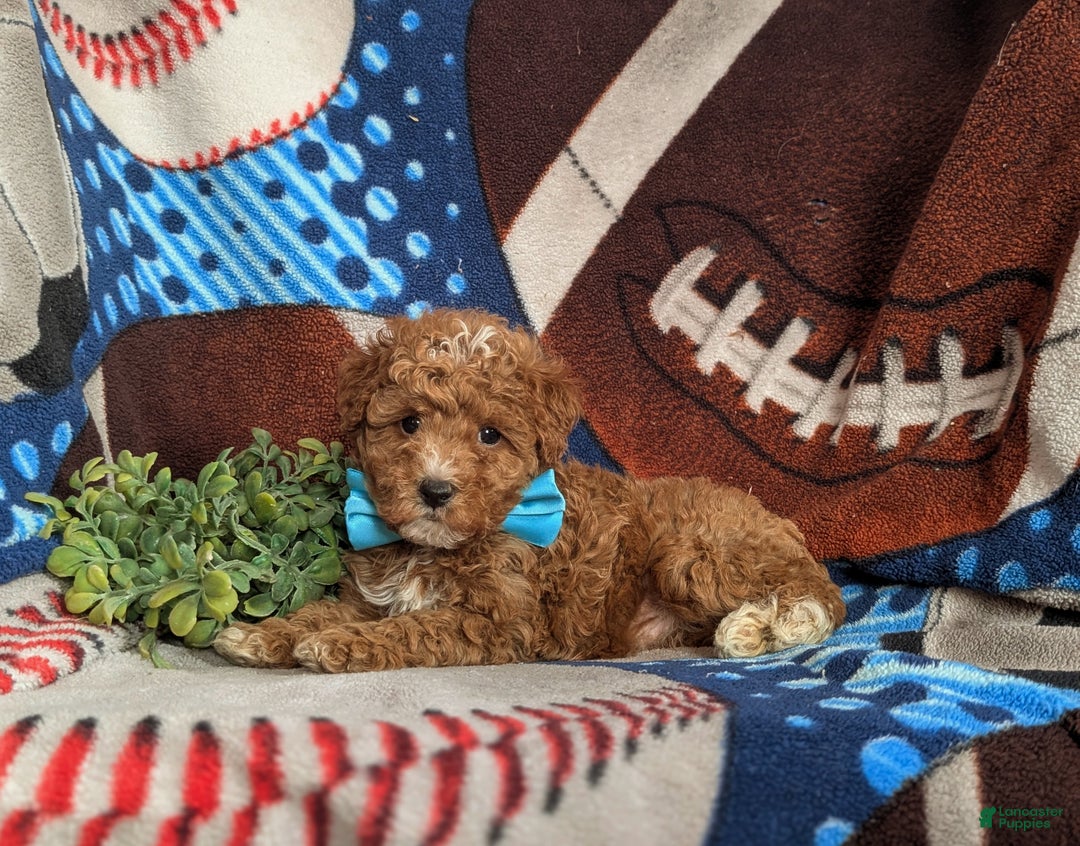 Mini Goldendoodle dogs for sale: Denzel 15 lbs Full Grown Hypoallergenic - Ad 8