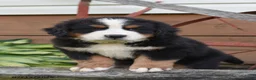 Bernese Mountain Dog dogs for sale: Rosco - Ad 1