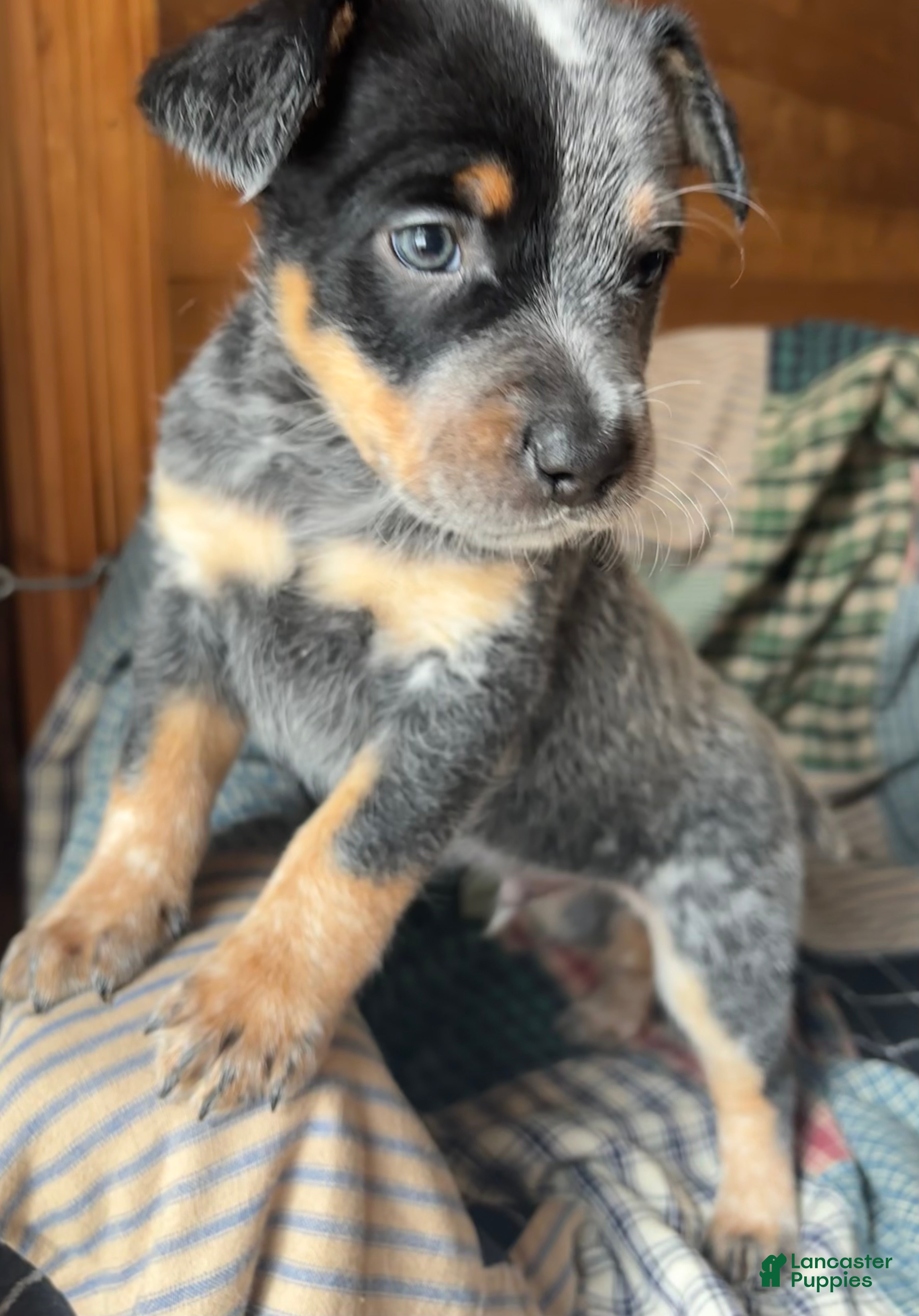 Australian Cattle Dog dogs Patch - Ad 41