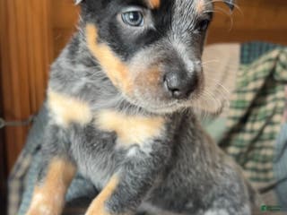 Australian Cattle Dog dogs Patch - Ad 29