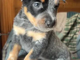 Australian Cattle Dog dogs Patch - Ad 27