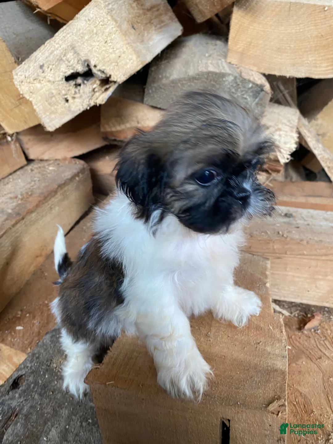 Shih Tzu dogs for sale: Scout - Ad 2