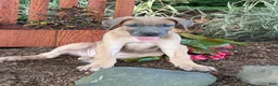 Great Dane dogs for sale: Patience Great Dane  - Ad 9