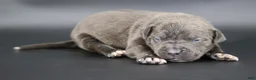 American Bully dogs for sale: Thistle - Ad 1
