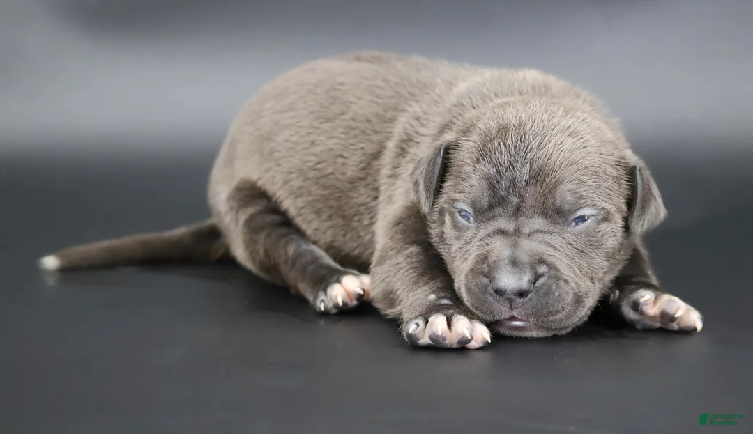 American Bully dogs for sale: Thistle - Ad 1