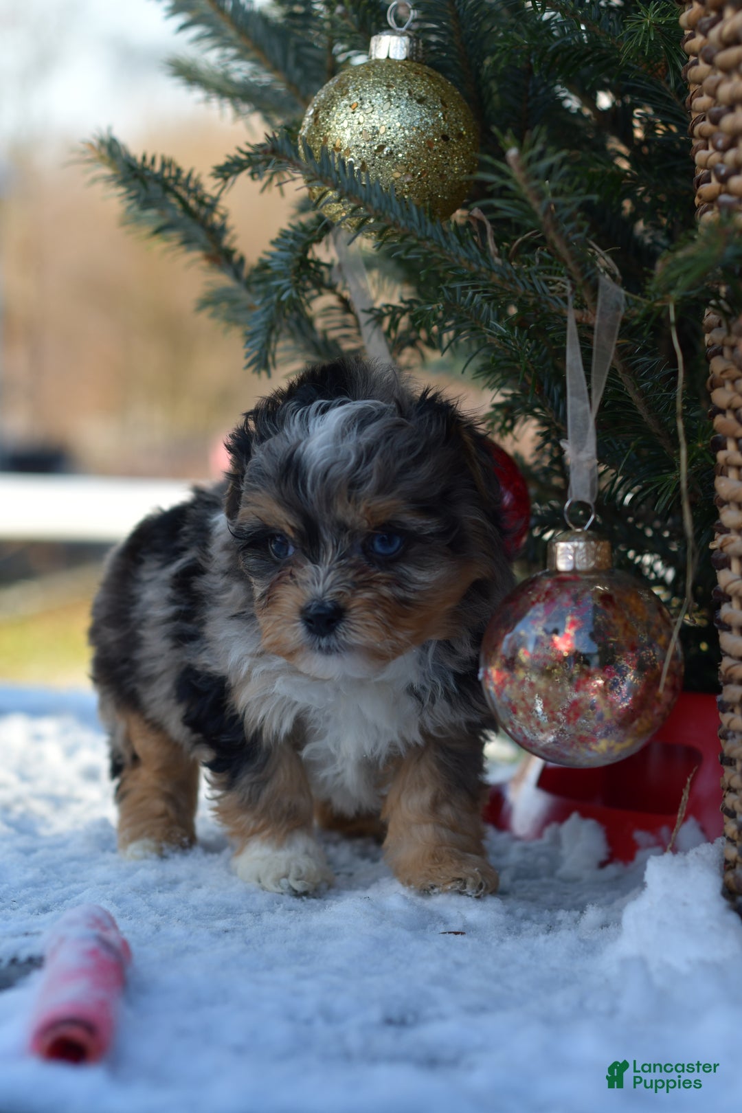 Mini Aussiedoodle dogs for sale: Jackson - Ad 21