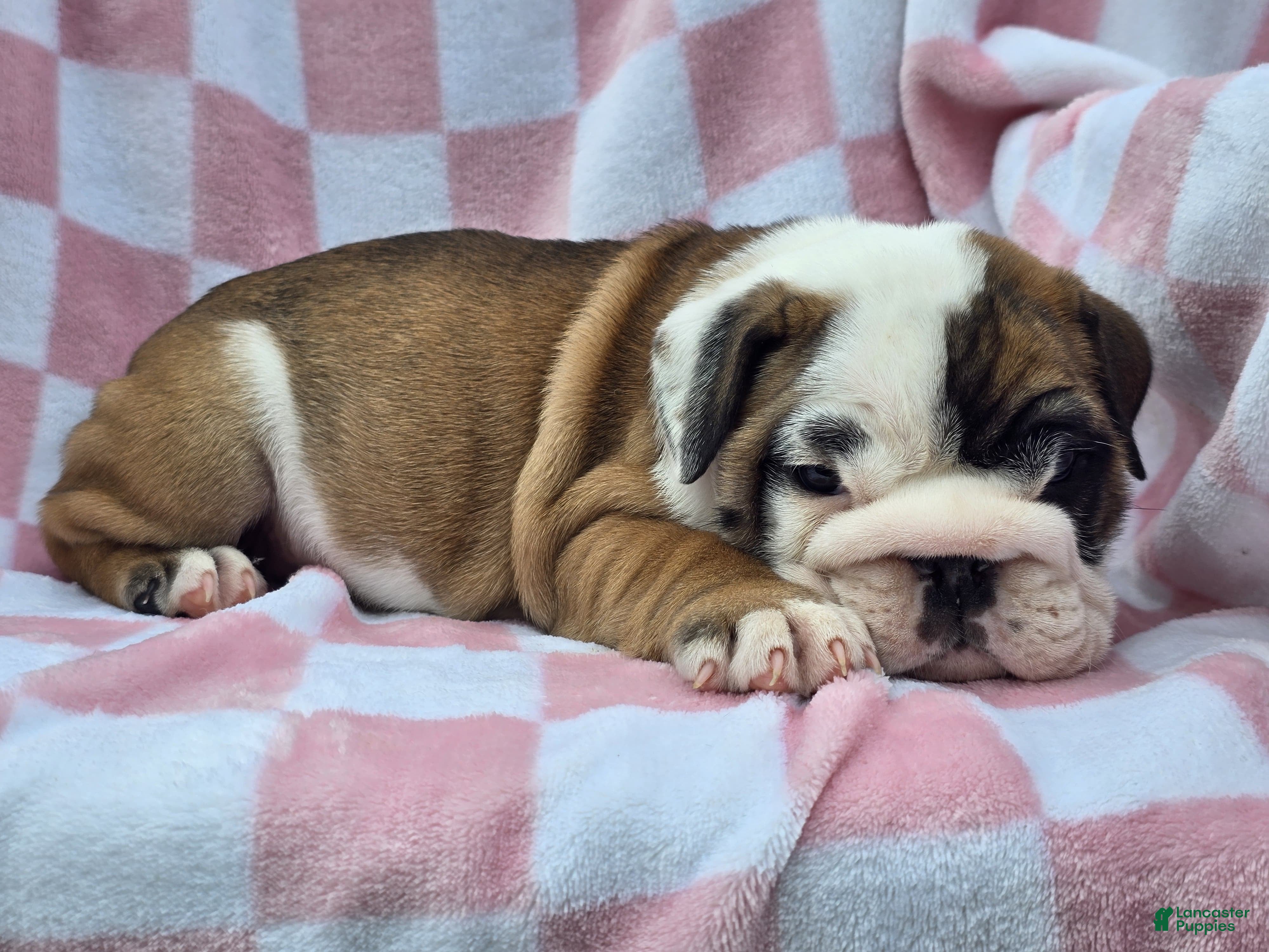 English Bulldog dogs Mocha - Ad 2