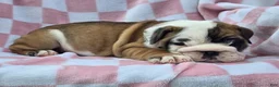 English Bulldog dogs for sale: Mocha - Ad 2