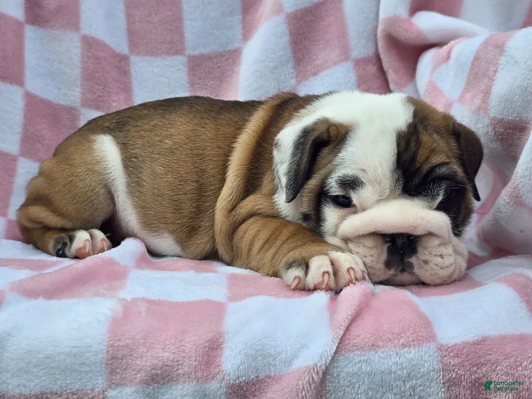 English Bulldog dogs for sale: Mocha - Ad 2