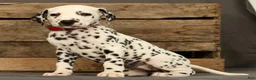 Dalmatian dogs for sale: Missy - Ad 3