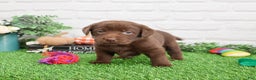 Labrador Retriever dogs for sale: Nutmeg - Ad 5