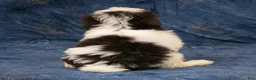 Havanese dogs for sale: Rachel - Ad 5