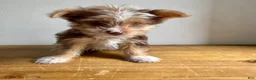 Chorkie dogs for sale: Benji  - Ad 5