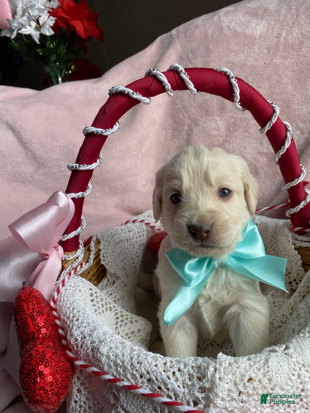 Mixed Breed dogs for sale: Max jr  - Ad 2