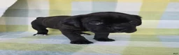 Cane Corso dogs for sale: ICCF Sage - Ad 2