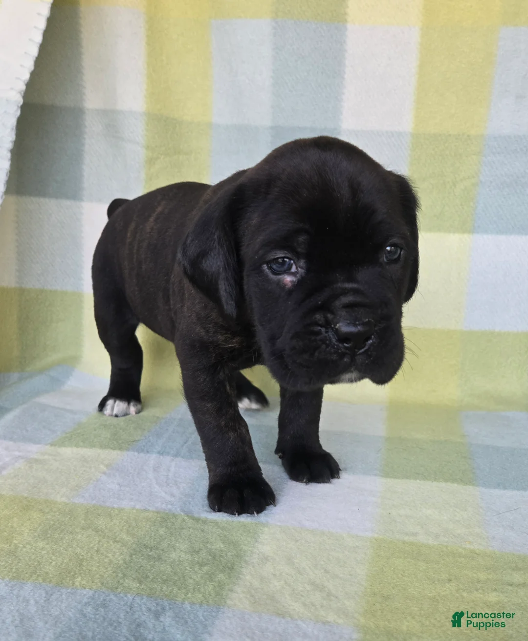 Cane Corso dogs for sale: ICCF Sage - Ad 2