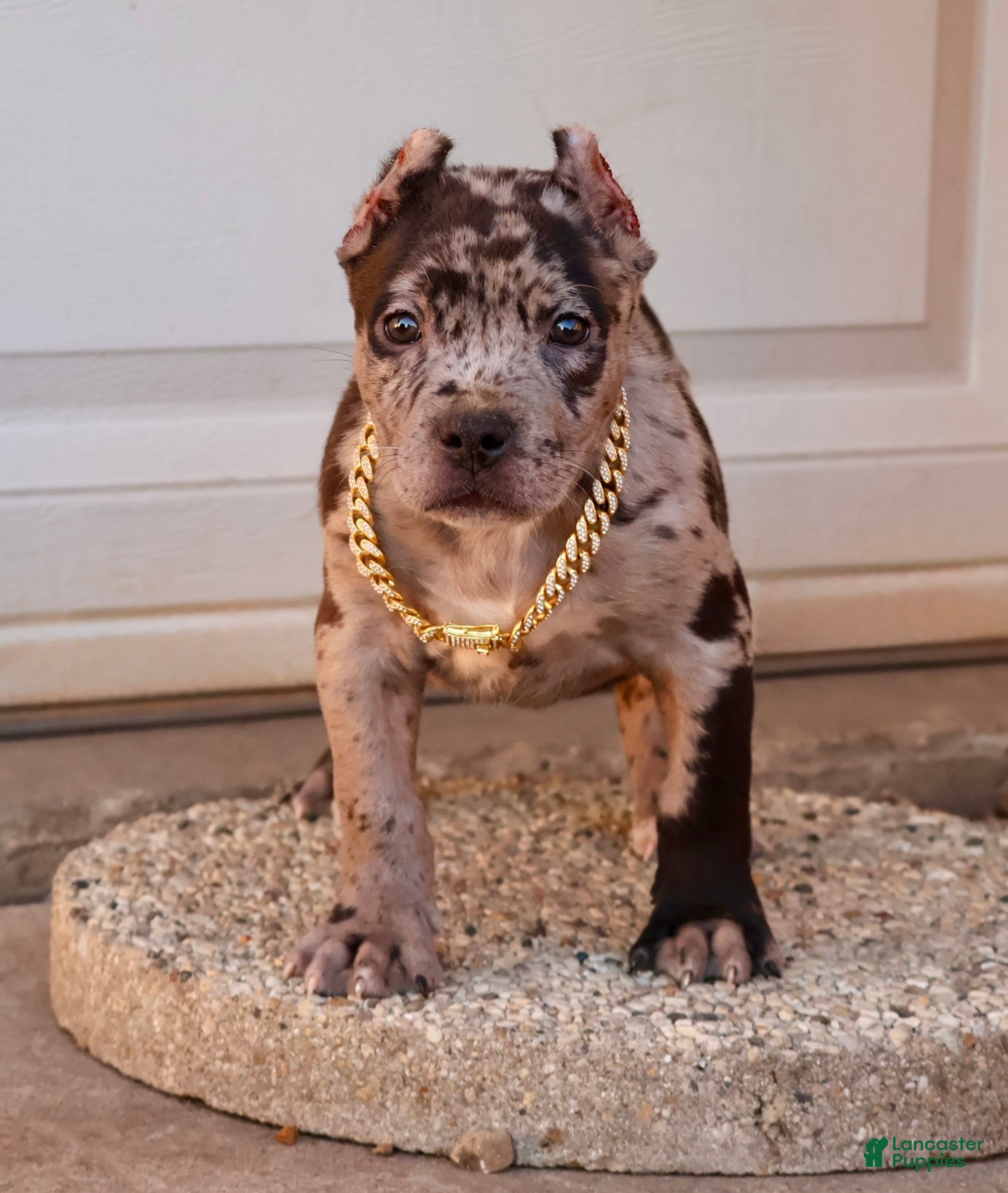 American Bully dogs Vow - Ad 1