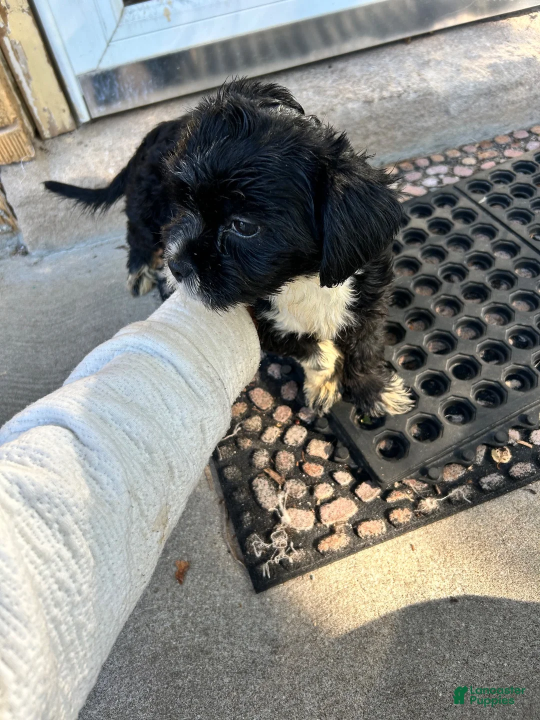 Shorkie dogs for sale: Tuxie - Ad 2