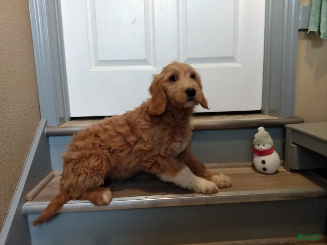 Mixed Breed dogs for sale: Nora - Ad 1