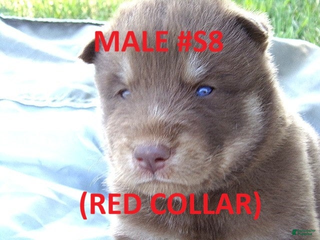 Siberian Husky dogs Red Collar - Ad 21