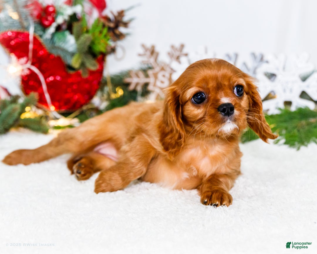 Cavalier King Charles Spaniel dogs for sale: Joy - Ad 7