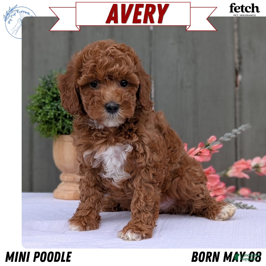 adoption small poodle for sale near me