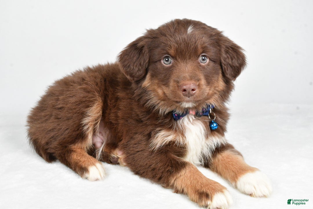 Miniature Australian Shepherd dogs for sale: Romeo - Ad 7