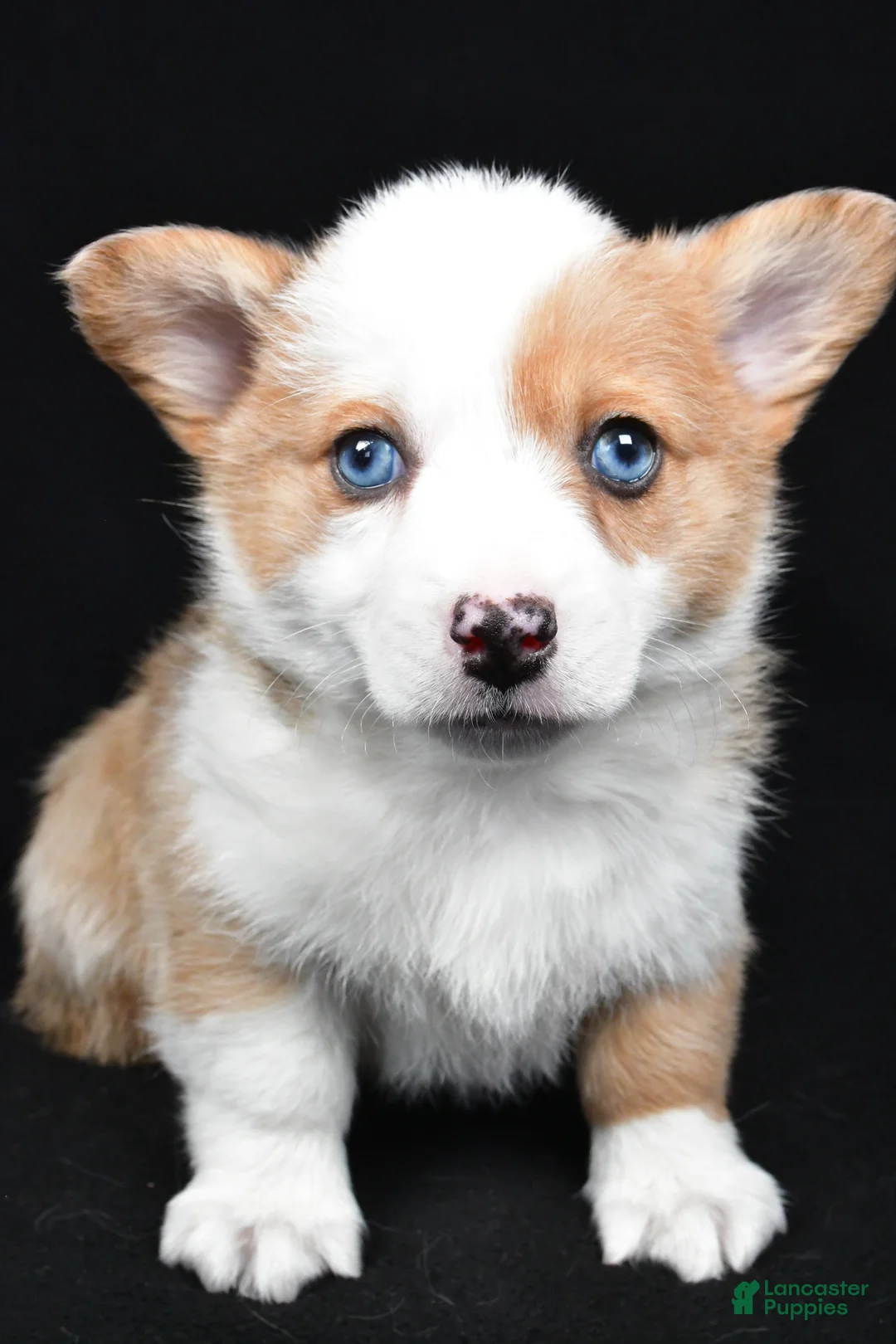 Welsh Corgi Pembroke dogs for sale: Chloe - Ad 5