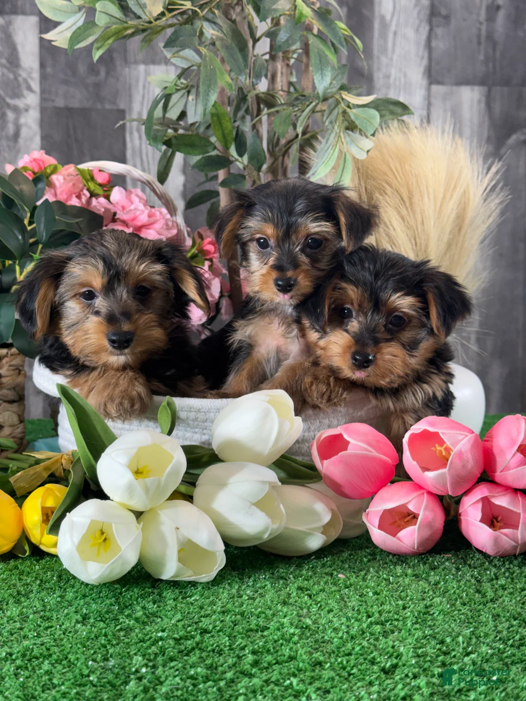 Yorkshire Terrier dogs for sale: Yanita 💐 - Ad 6