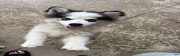 Pomsky dogs for sale: Pomsky 1 - Ad 3