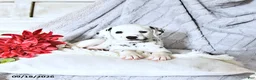 Dalmatian dogs for sale: Reba - Ad 3