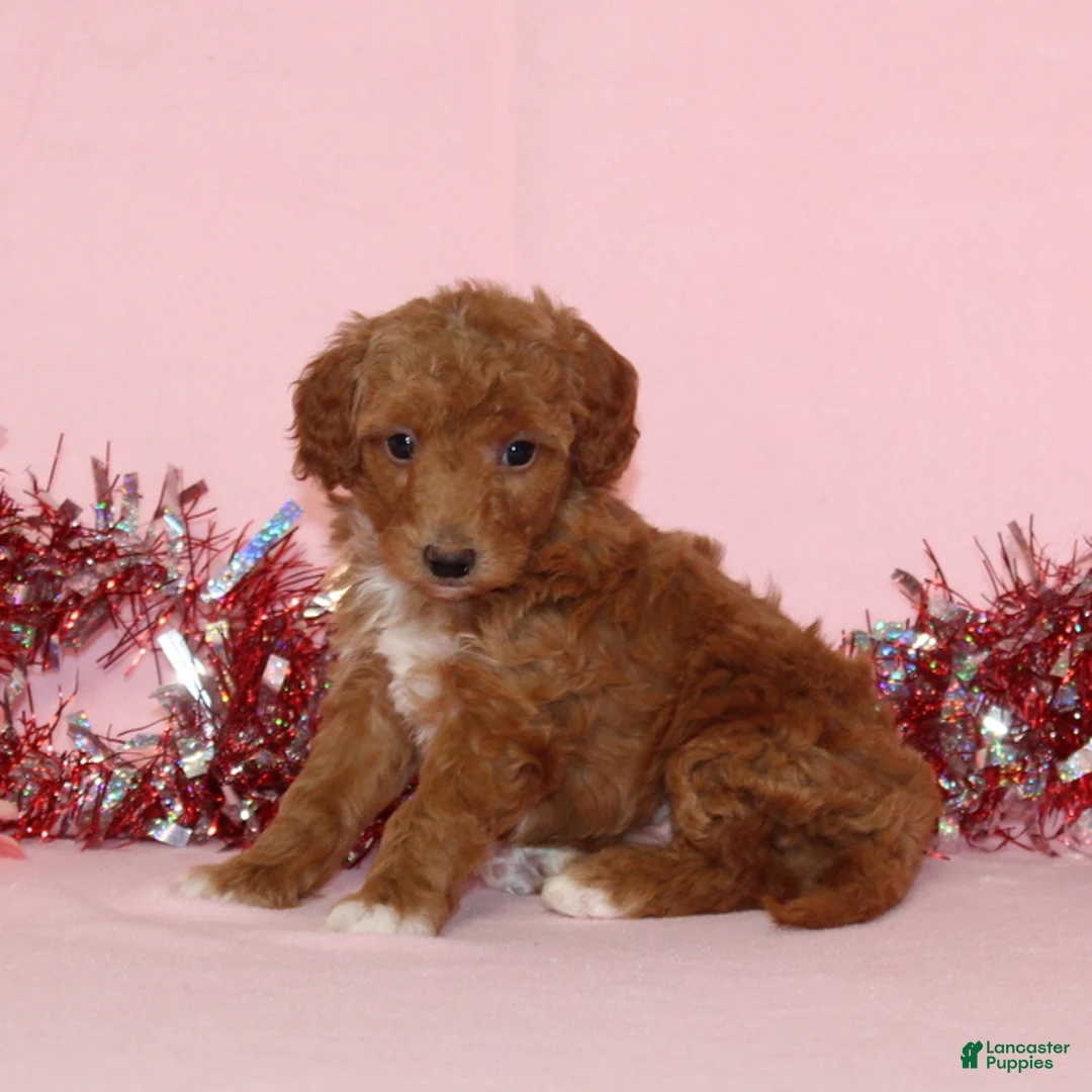 Mini Goldendoodle dogs for sale: Angel - Ad 3