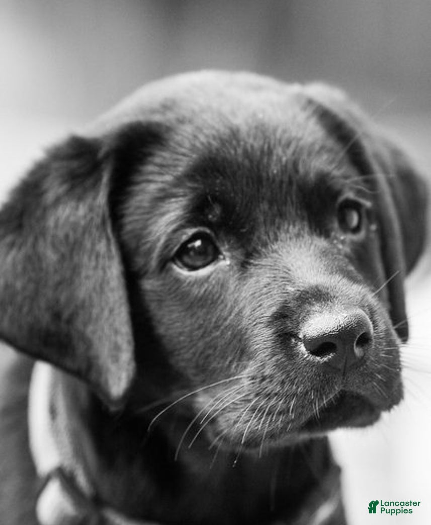 Labrador Retriever dogs Labrador Retriever Puppy 3 - Ad 3