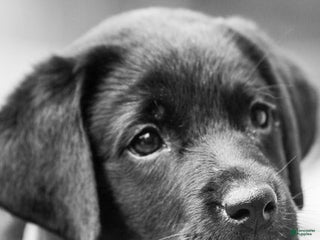 Labrador Retriever dogs Labrador Retriever Puppy 3 - Ad 4