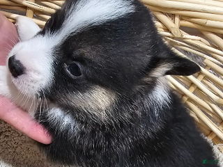 Welsh Corgi Pembroke dogs DUKE - Ad 42