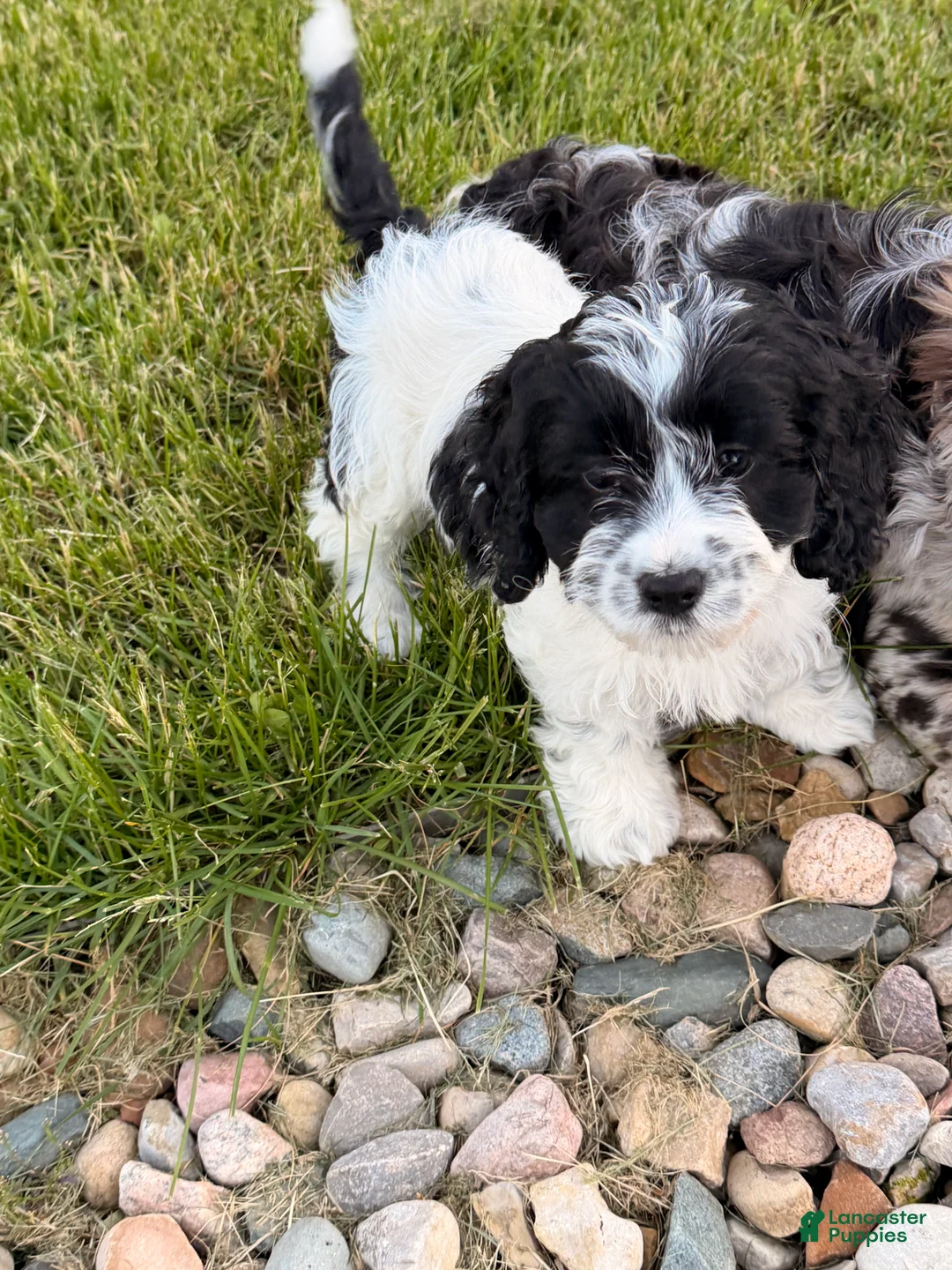Cockapoo dogs for sale: April - Ad 2