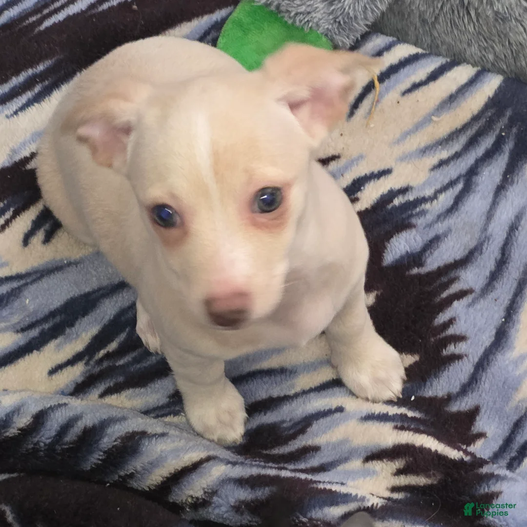 Chiweenie dogs for sale: Chiweenie Puppy 4 - Ad 1