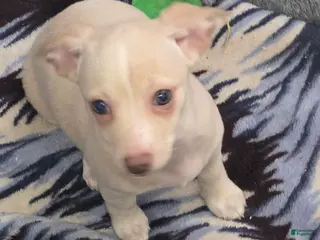 Chiweenie dogs for sale: Chiweenie Puppy 4 - Ad 2