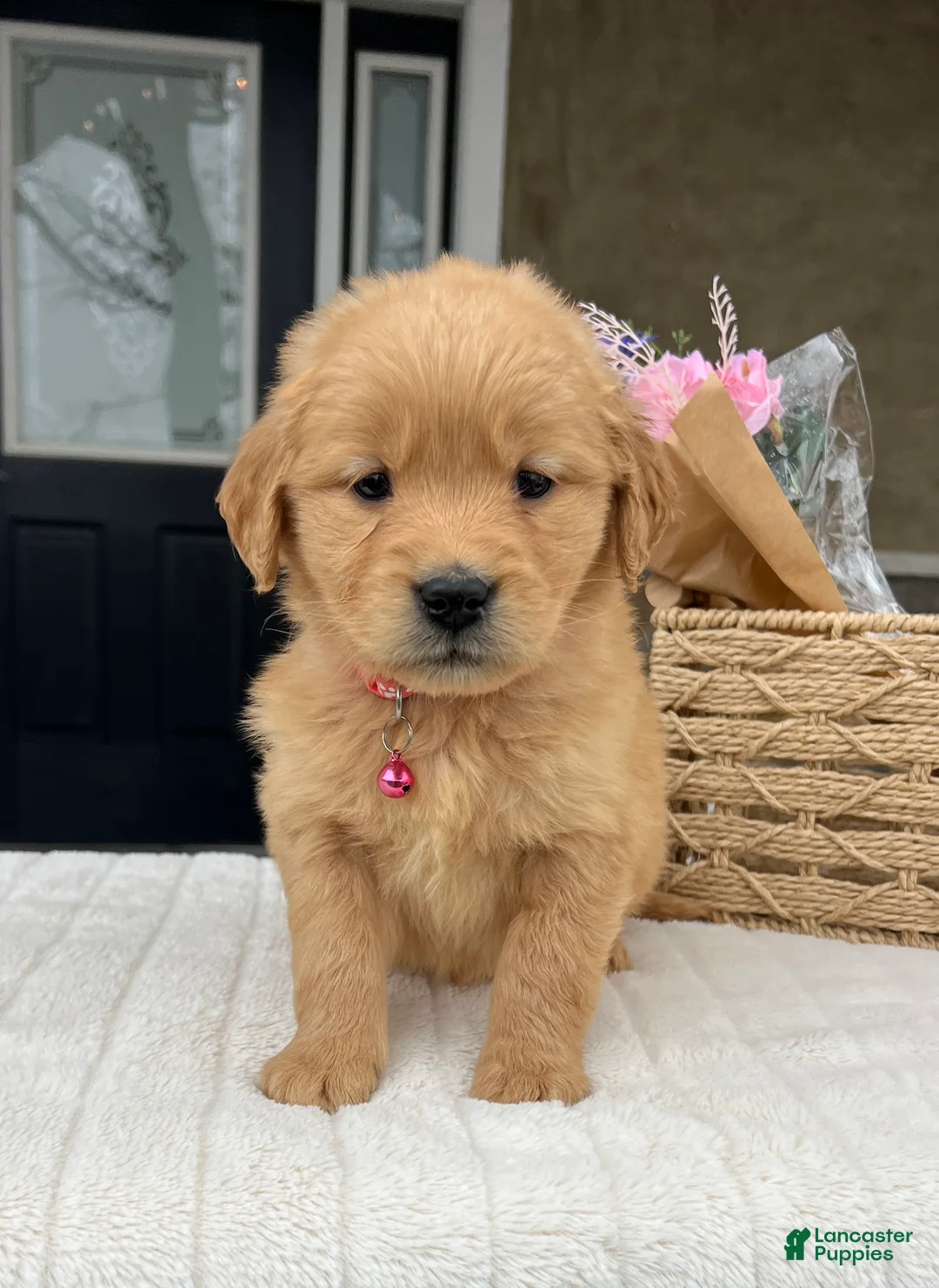 Golden Retriever dogs for sale: Diva - Ad 2